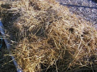 How to Store Carrots Under Straw for Winter Image
